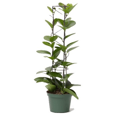 Hoya cylinder