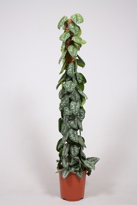 Philodendron Scandens på mosstok
